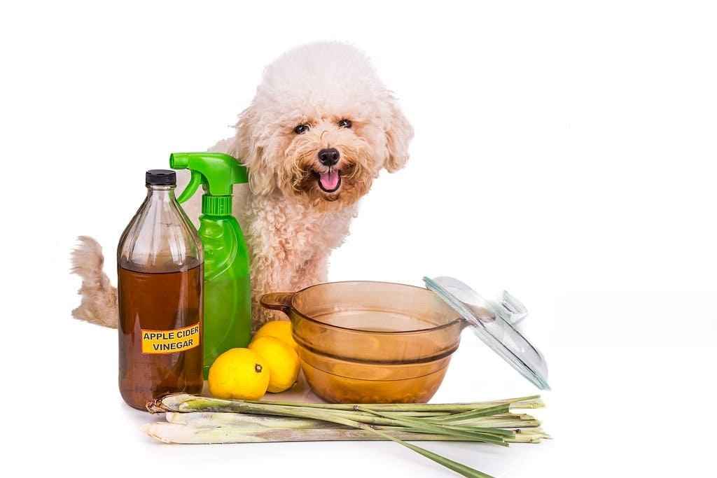 Only Natural Pet All-in-One Flea Remedy Review