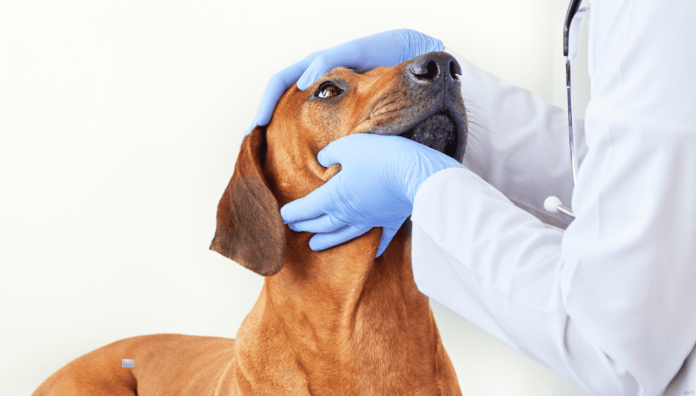 Doctor checking up a dog's eye