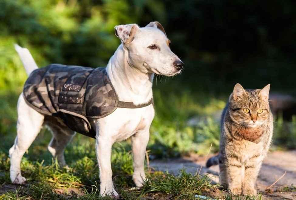 How to Create a Pet Care Schedule and Keep Your Pet Happy & Healthy