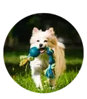 Happy dog running on grass while holding a rope toy.